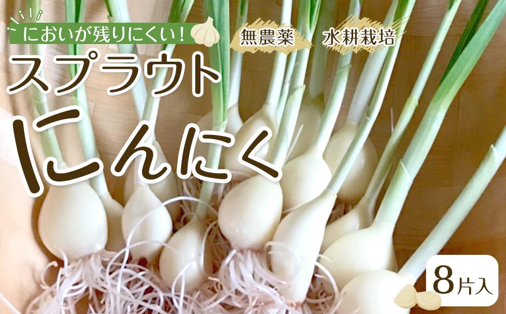 スプラウトにんにく&nbsp;8片　国産ホワイト六片使用、無農薬、水耕栽培