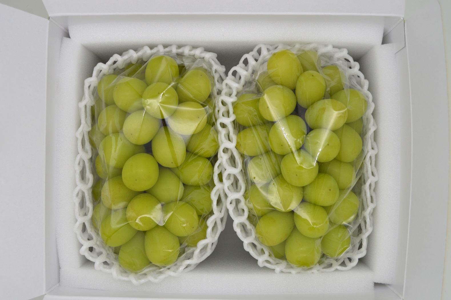 岡山県産シャインマスカット大房２房&nbsp;約１.4kg【2026年発送】&nbsp;|&nbsp;フルーツ&nbsp;果物&nbsp;くだもの&nbsp;シャインマスカット&nbsp;フレッシュ&nbsp;大房&nbsp;国産&nbsp;岡山県産&nbsp;食品&nbsp;人気&nbsp;おすすめ&nbsp;送料無料&nbsp;ギフト&nbsp;贈り物&nbsp;贈答品&nbsp;プレゼント&nbsp;果物&nbsp;くだもの&nbsp;フルーツ&nbsp;シャインマスカット