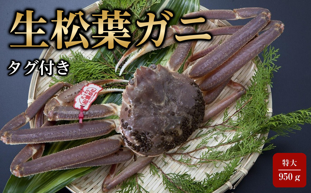 【魚倉】タグ付き生松葉ガニ(特大950ｇ)｜国産&nbsp;タグ付き&nbsp;ズワイガニ&nbsp;松葉ガニ&nbsp;カニ&nbsp;蟹&nbsp;かに&nbsp;生&nbsp;カニ鍋&nbsp;かに鍋&nbsp;鍋&nbsp;かにしゃぶ&nbsp;かにみそ&nbsp;期間限定&nbsp;送料無料&nbsp;鳥取県&nbsp;三朝町