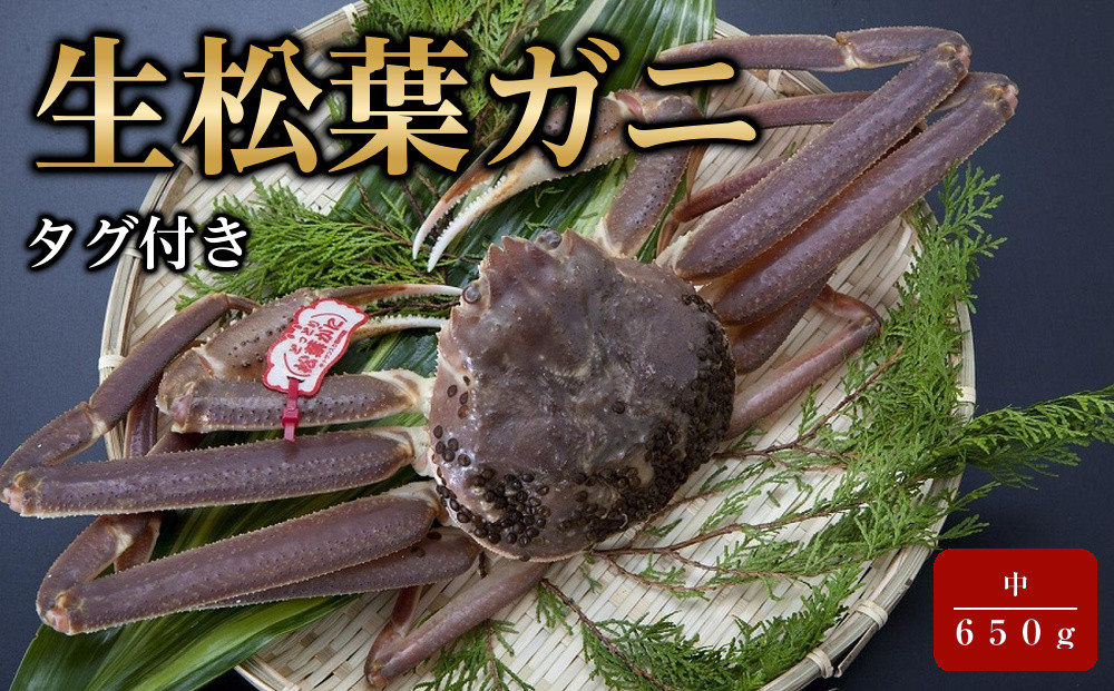 【魚倉】タグ付き生松葉ガニ(中６５０ｇ)｜国産&nbsp;タグ付き&nbsp;ズワイガニ&nbsp;松葉ガニ&nbsp;カニ&nbsp;蟹&nbsp;かに&nbsp;生&nbsp;カニ鍋&nbsp;かに鍋&nbsp;鍋&nbsp;かにしゃぶ&nbsp;かにみそ&nbsp;期間限定&nbsp;送料無料&nbsp;鳥取県&nbsp;三朝町