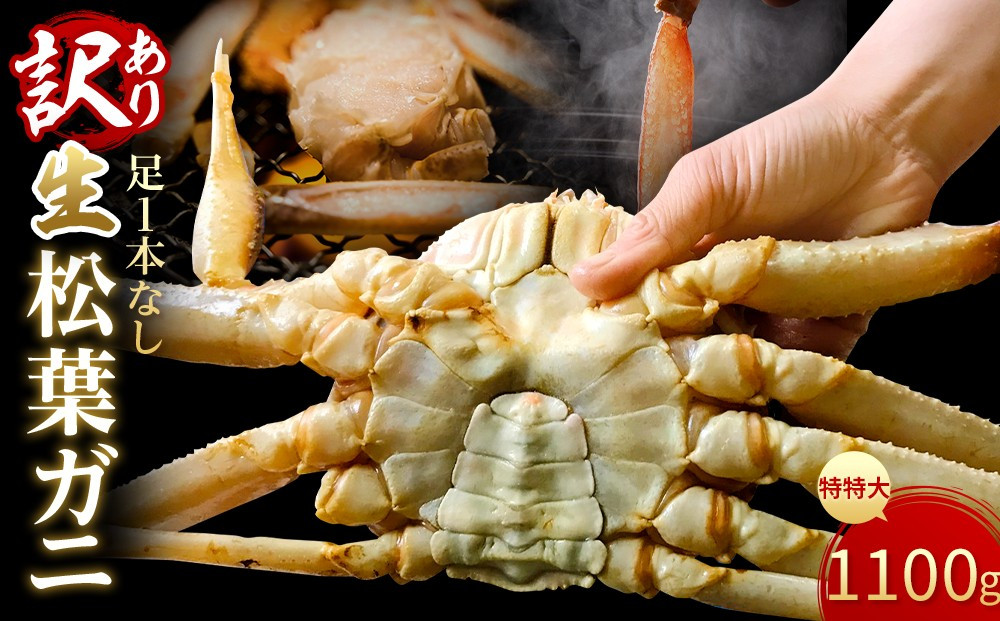 【魚倉】足１本なし生松葉ガニ(特特大1,100ｇ)訳あり｜国産&nbsp;訳あり&nbsp;ズワイガニ&nbsp;松葉ガニ&nbsp;カニ&nbsp;蟹&nbsp;かに&nbsp;生&nbsp;カニ鍋&nbsp;かに鍋&nbsp;鍋&nbsp;かにしゃぶ&nbsp;かにみそ&nbsp;期間限定&nbsp;送料無料&nbsp;鳥取県&nbsp;三朝町