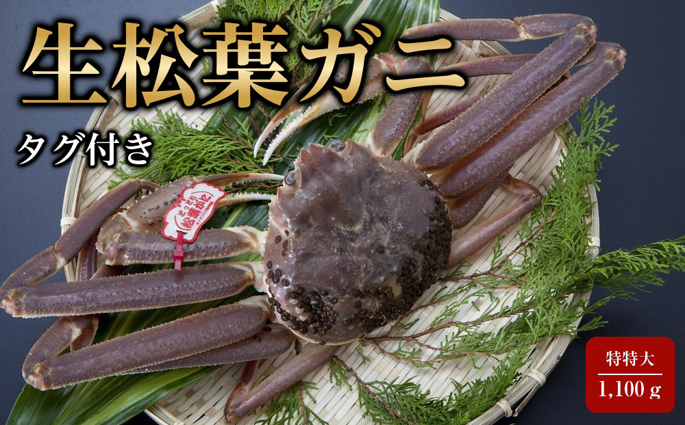 【魚倉】タグ付き生松葉ガニ(特特大1,100ｇ)【到着日指定不可】｜国産&nbsp;タグ付き&nbsp;ズワイガニ&nbsp;松葉ガニ&nbsp;カニ&nbsp;蟹&nbsp;かに&nbsp;生&nbsp;カニ鍋&nbsp;かに鍋&nbsp;鍋&nbsp;かにしゃぶ&nbsp;かにみそ&nbsp;期間限定&nbsp;送料無料&nbsp;鳥取県&nbsp;三朝町