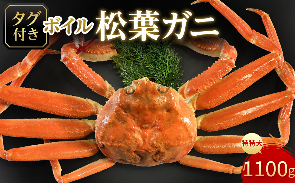 【魚倉】タグ付きボイル松葉ガニ(特特大1,100ｇ)｜国産&nbsp;タグ付き&nbsp;ズワイガニ&nbsp;松葉ガニ&nbsp;カニ&nbsp;蟹&nbsp;松葉　かに&nbsp;ボイル&nbsp;カニ鍋&nbsp;かに鍋&nbsp;鍋&nbsp;かにしゃぶ&nbsp;かにみそ&nbsp;ずわいがに　ずわい蟹　ずわい　ズワイ&nbsp;松葉がに　ボイル　蟹料理　かに料理　カニ料理　茹で　松葉　冬の味覚の王様　ボイル済　海鮮　冬の味覚　鮮度抜群　おとり寄せ　高級食材　魚介類　食べ応え　期間限定&nbsp;送料無料&nbsp;鳥取県&nbsp;三朝町