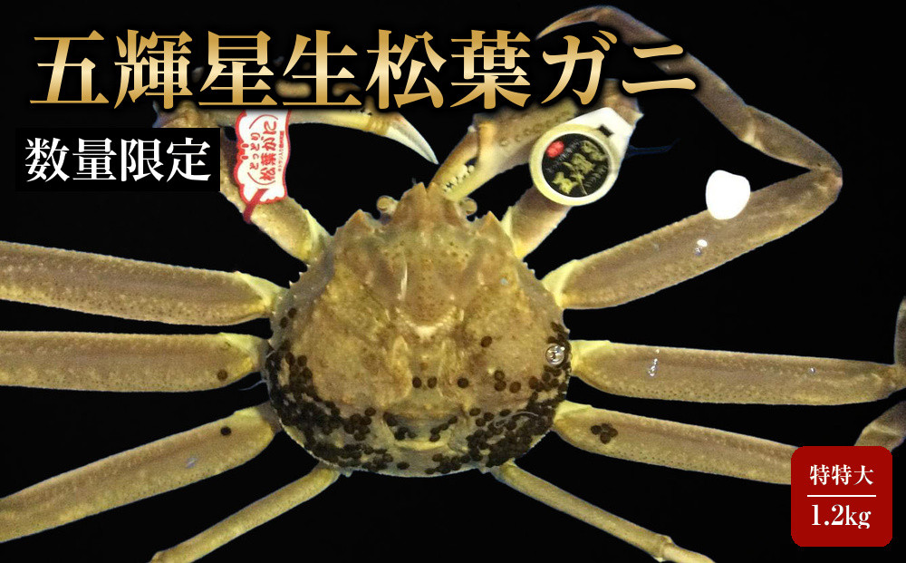 【魚倉】五輝星生松葉ガニ(特々大1.2kg)数量限定品｜国産&nbsp;タグ付き&nbsp;ズワイガニ&nbsp;松葉ガニ&nbsp;カニ&nbsp;蟹&nbsp;かに&nbsp;生&nbsp;カニ鍋&nbsp;かに鍋&nbsp;鍋&nbsp;かにしゃぶ&nbsp;かにみそ&nbsp;期間限定&nbsp;送料無料&nbsp;鳥取県&nbsp;三朝町