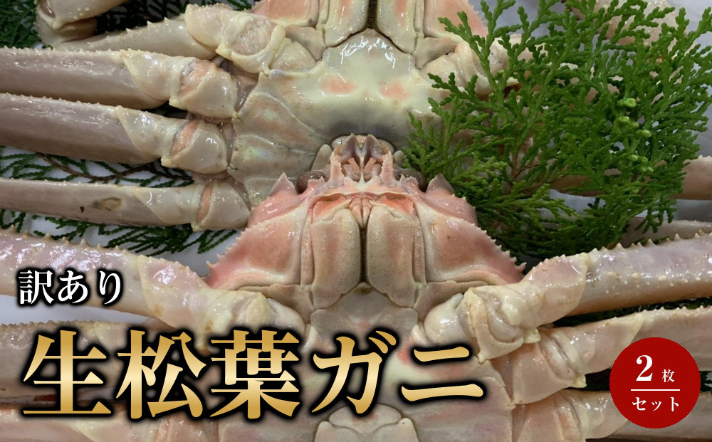 【魚倉】訳あり生松葉ガニ２枚セット｜国産&nbsp;訳あり&nbsp;ズワイガニ&nbsp;松葉ガニ&nbsp;カニ&nbsp;蟹&nbsp;かに&nbsp;生&nbsp;カニ鍋&nbsp;かに鍋&nbsp;鍋&nbsp;かにしゃぶ&nbsp;かにみそ&nbsp;期間限定&nbsp;送料無料&nbsp;鳥取県&nbsp;三朝町