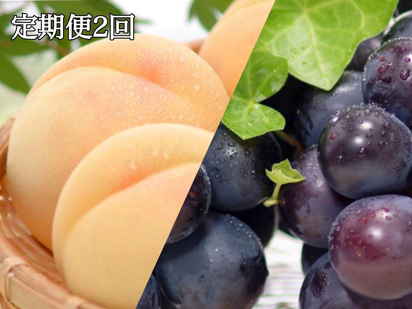 【定期便2回】白桃&nbsp;5～7玉&nbsp;約1.2kg（7月発送）・&nbsp;ニューピオーネ&nbsp;2房&nbsp;約950g（9月発送）【定期便&nbsp;白桃&nbsp;桃&nbsp;もも&nbsp;モモ&nbsp;ニューピオーネ&nbsp;葡萄&nbsp;ぶどう&nbsp;ブドウ&nbsp;果物&nbsp;フルーツ&nbsp;岡山県&nbsp;岡山市&nbsp;おすすめ&nbsp;人気】