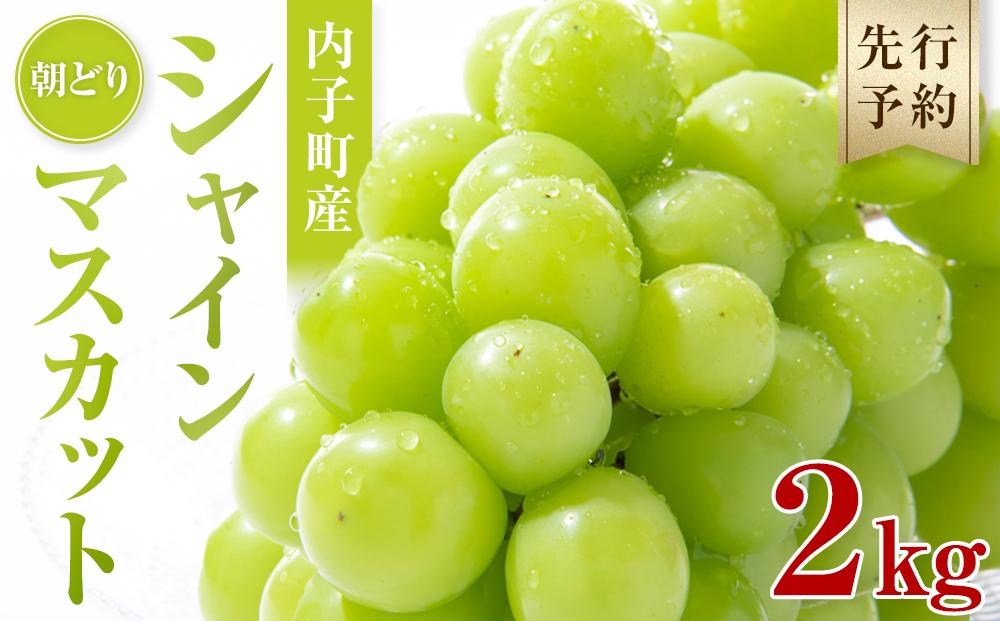 ＜先行予約＞内子町産　朝どりシャインマスカット （2kg）【2025年8月下旬以降発送】