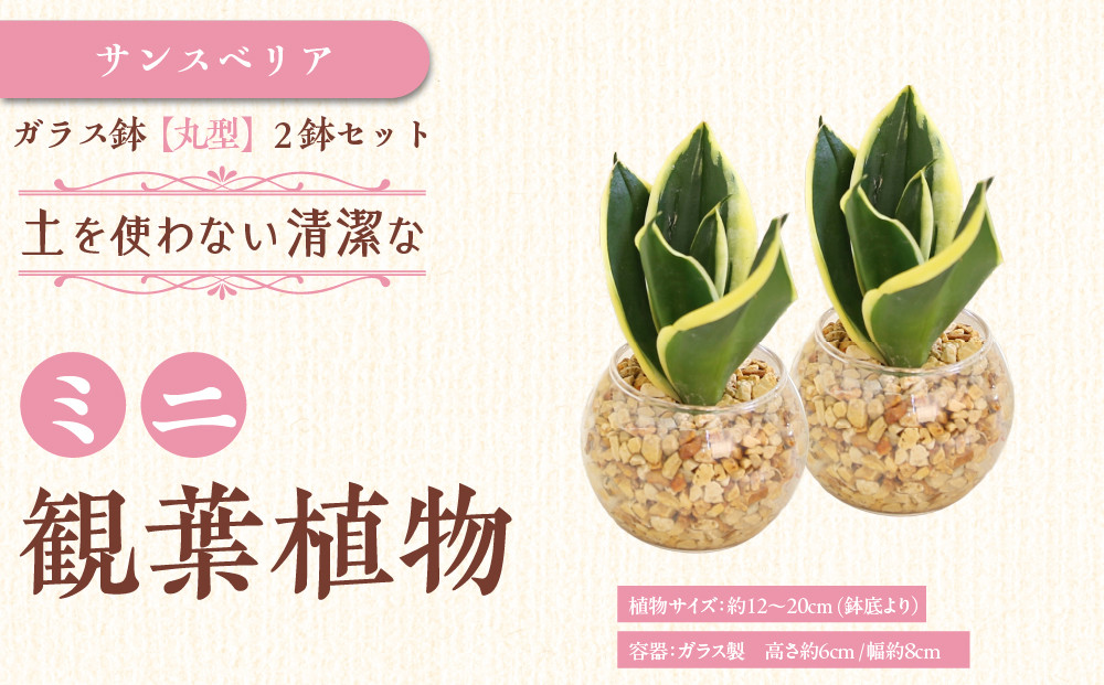 【観葉植物】土を使わないで清潔なミニ観葉植物 ゼオライト植え・ガラス鉢 丸形 2鉢セット（サンスベリア）｜観葉植物 インテリア 部屋 おしゃれ 福岡県筑前町 送料無料