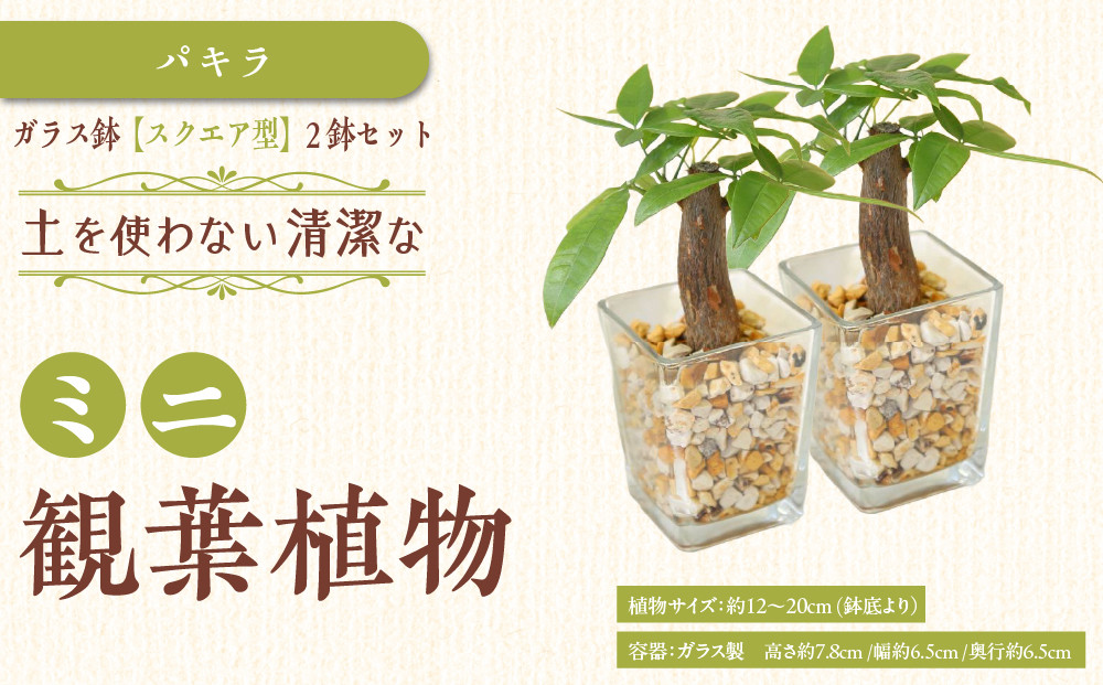 【観葉植物】土を使わないで清潔なミニ観葉植物 ゼオライト植え・ガラス鉢 スクエア形 2鉢セット（パキラ）｜観葉植物 インテリア 部屋 おしゃれ 福岡県筑前町 送料無料