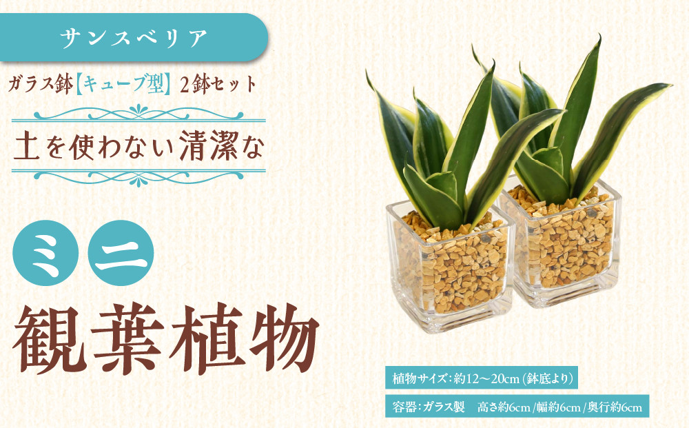 【観葉植物】土を使わないで清潔なミニ観葉植物 ゼオライト植え・ガラス鉢 キューブ形 2鉢セット（サンスベリア）｜観葉植物 インテリア 部屋 おしゃれ 福岡県筑前町 送料無料