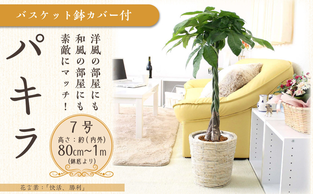 【観葉植物】パキラ 7号 ホワイトバスケット鉢カバー 高さ：約80cm～1m内外(鉢底より) ｜観葉植物 インテリア 部屋 おしゃれ 福岡県筑前町 送料無料