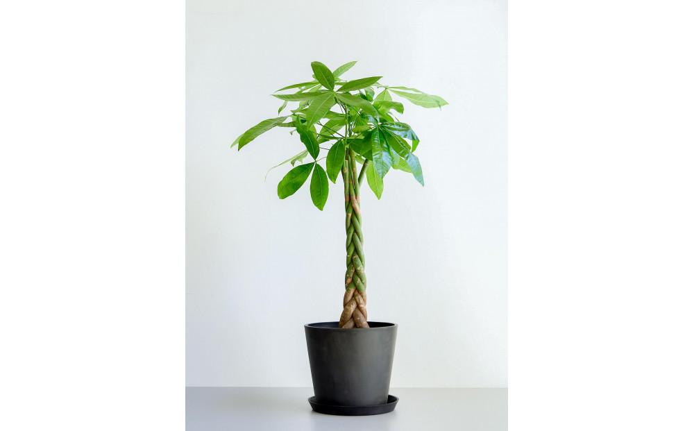 【鉢付き】パキラ&nbsp;ねじり&nbsp;L【鉢：ブラック】