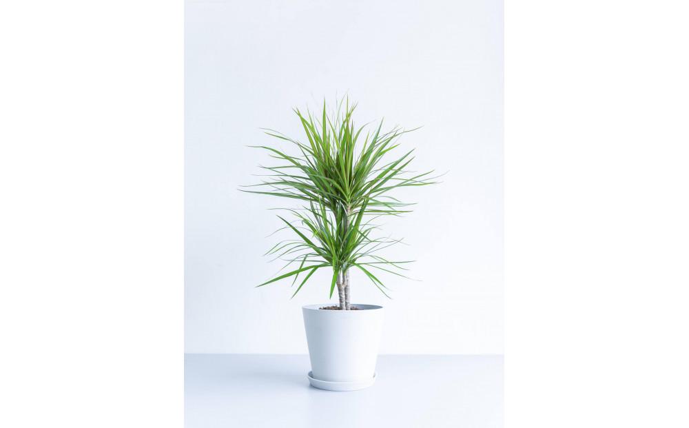 【鉢付き】ドラセナ・コンシンネ Mサイズ【鉢：ホワイトグレー】