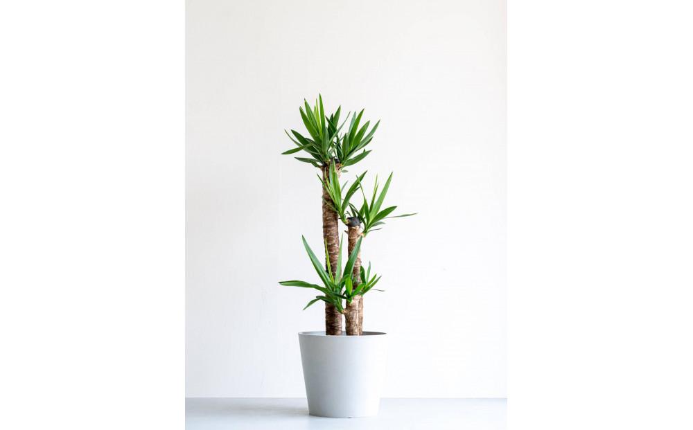 【鉢付き】ユッカ・エレファンティペス Lサイズ【鉢：ホワイトグレー】