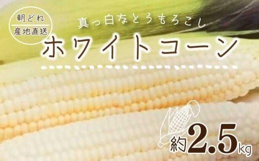 【6月上旬頃～発送】朝採れ&nbsp;とうもろこし&nbsp;ホワイトコーン&nbsp;約2.5kg&nbsp;(6～10本前後)&nbsp;甘い&nbsp;夏&nbsp;野菜&nbsp;香川県&nbsp;国産