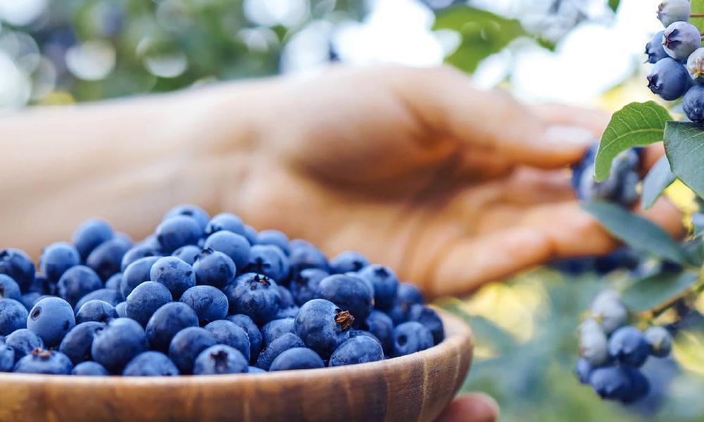 南紀白浜産ブルーベリー&nbsp;約800g&nbsp;大容量