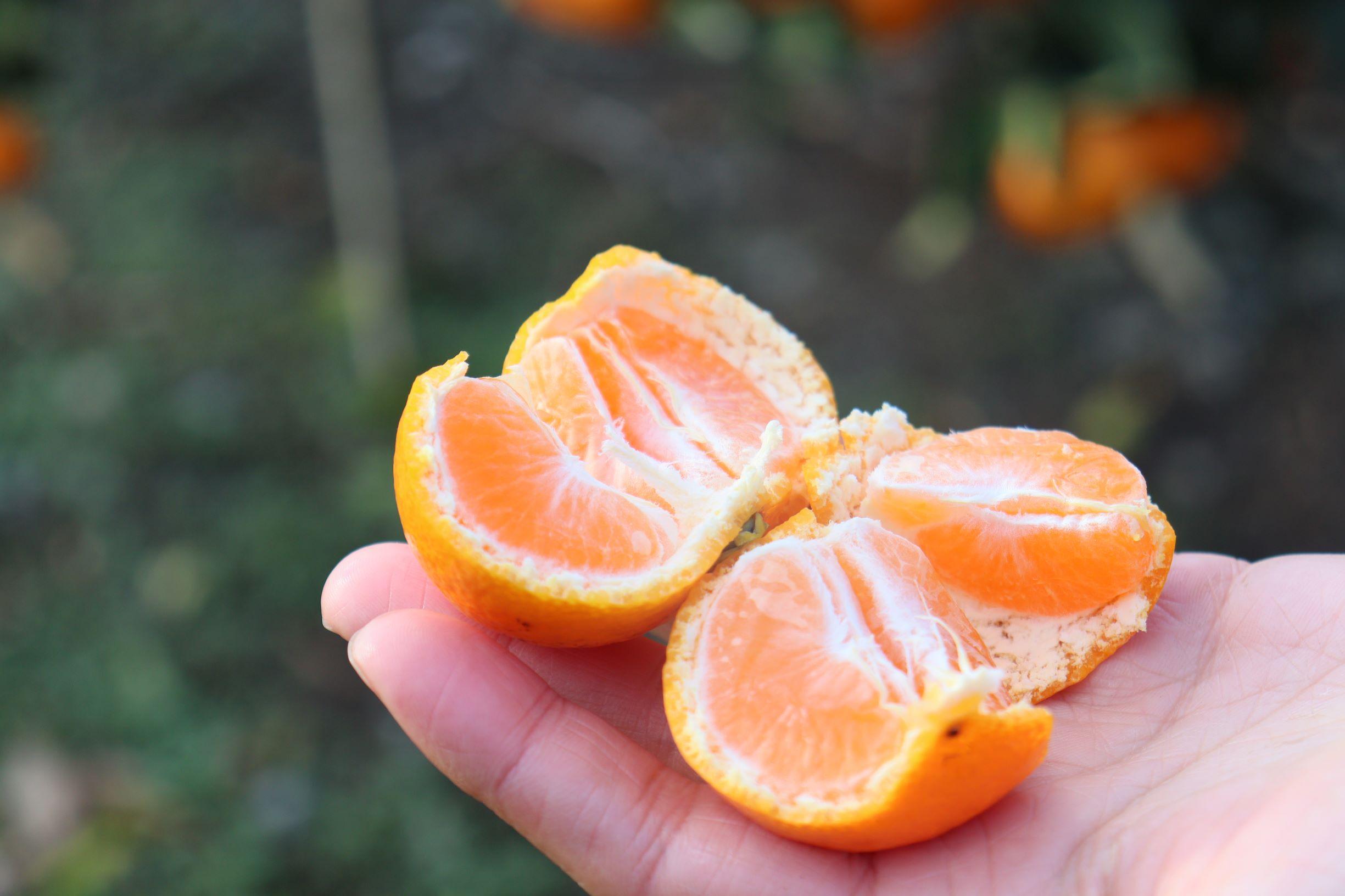 12/23までにご入金確認分は年内発送確定！きれいな温州みかん&nbsp;寄贈用にお勧め&nbsp;箱込み&nbsp;約20kg&nbsp;(S～Lサイズ混合)