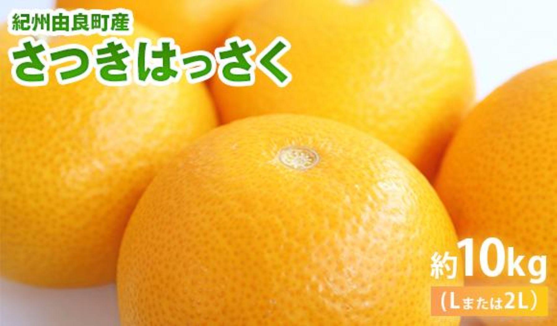 和歌山由良町産さつきはっさく&nbsp;約10kg&nbsp;秀品&nbsp;サイズおまかせ&nbsp;(Ｌまたは２Ｌ)&nbsp;いずれかお届け&nbsp;［SL41］