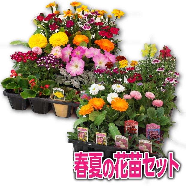 季節の花苗24苗セット