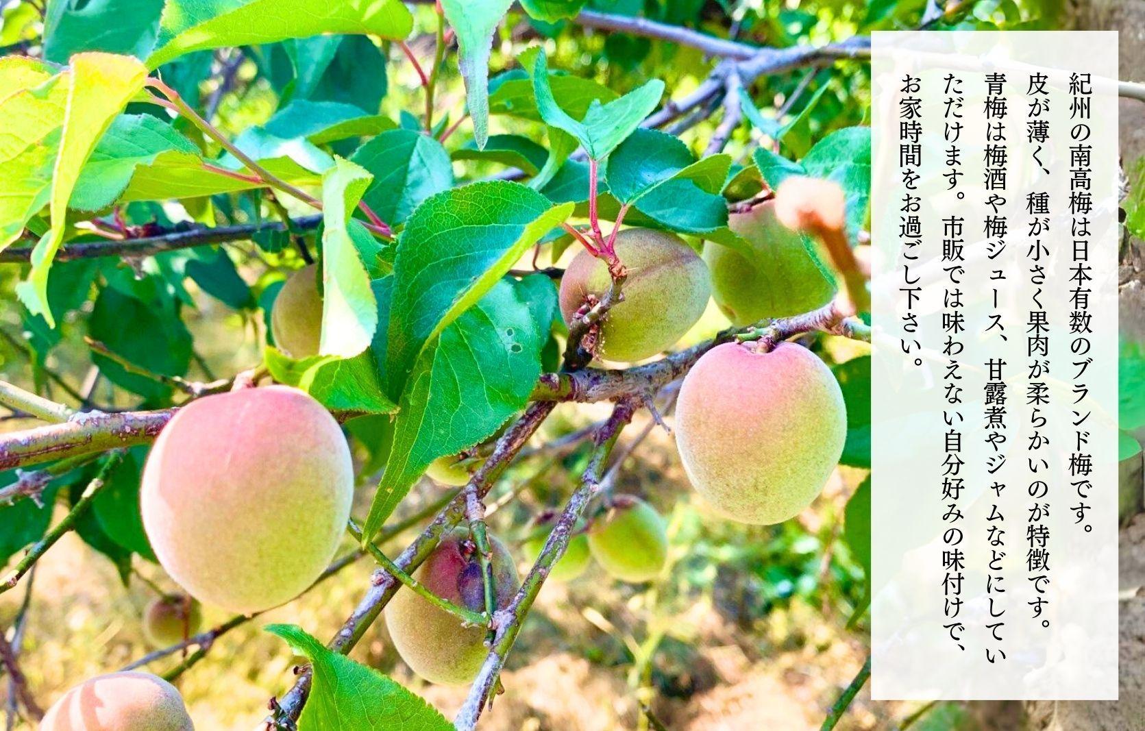 青梅 10キロ 【公式通販】