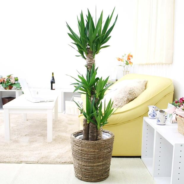 【観葉植物】青年の木（ユッカ） 8号 ブラウンバスケット鉢カバー 土の表面：ウッドチップ ｜観葉植物 インテリア 部屋 おしゃれ 福岡県筑前町 送料無料