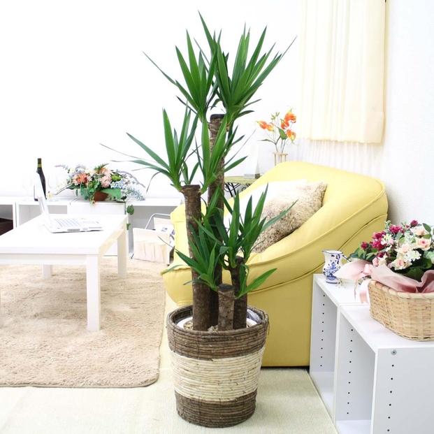 【観葉植物】青年の木（ユッカ）8号 ストライプバスケット鉢カバー 土の表面：ウッドチップ ｜観葉植物 インテリア 部屋 おしゃれ 福岡県筑前町 送料無料