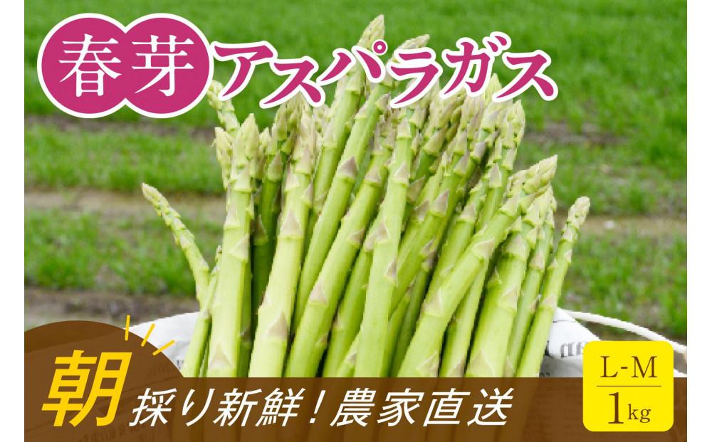 【朝採り直送】春芽アスパラガス&nbsp;1kg&nbsp;(L-Mサイズ)&nbsp;福岡県産&nbsp;2026年