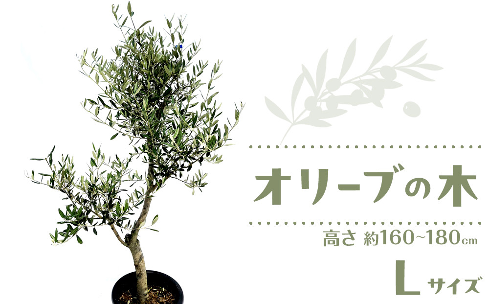 オリーブの木　Lサイズ　高さ約160～180cm