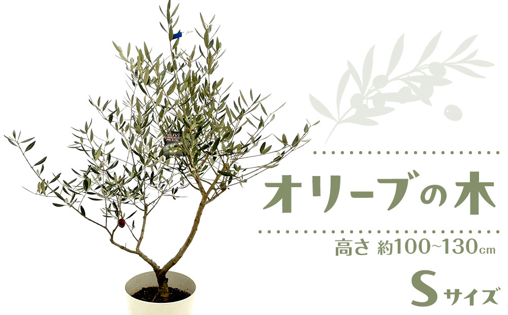 オリーブの木　Sサイズ　高さ約100～130cm