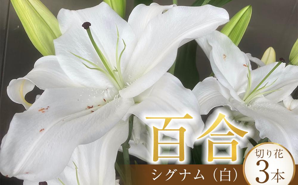 百合・シグナム（白）3本 切り花【業務用】