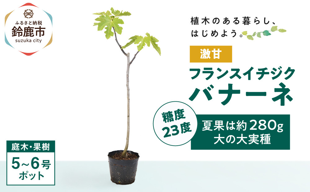 糖度23度&nbsp;激甘フランスイチジク&nbsp;ロングドゥート&nbsp;夏果は約280g大の大実種　(庭木・果樹)