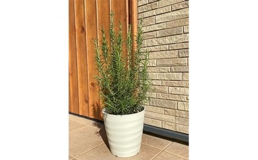 香りのローズマリー　7号(21cm)カラー鉢