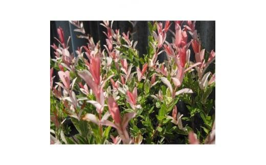 緑の力で地球を元気に!＜ハクロニシキ＞ 21cmポット高さ100cm前後 新芽が綺麗で刈込に強い!
