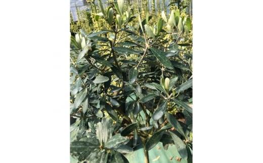 三重県鈴鹿市産　＜平和と繁栄の象徴＞オリーブの木　2本