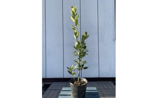 月桂樹(ゲッケイジュ) 育てやすい常緑樹　〈プラス樹〉