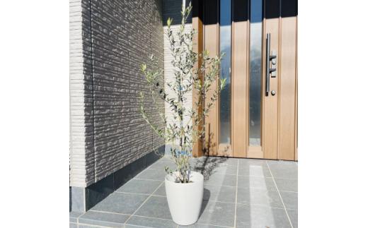 オリーブの苗木&nbsp;オシャレな化粧鉢&nbsp;品種:セントキャサリン&nbsp;7号(21cm)&nbsp;(ガーデニング用)