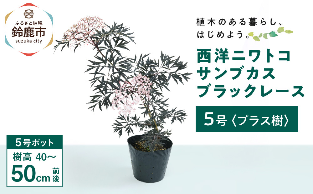 人気品種　　西洋ニワトコサンブカス　ブラックレース　5号　〈プラス樹〉