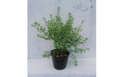 緑の力で地球を元気に!【ウエストリンギア】15cmポット2本セットオーストラリアンローズマリー