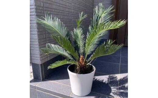 蘇鉄(ソテツ)&nbsp;6号&nbsp;化粧鉢&nbsp;常緑樹&nbsp;(ガーデニング用)