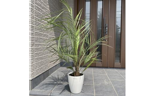 ココスヤシ&nbsp;7号(21cm)&nbsp;鉢カバー&nbsp;常緑樹&nbsp;(ガーデニング用)