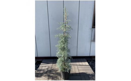 銀白色に輝く!ブルーアイス&nbsp;大人色のコニファー〈プラス樹〉