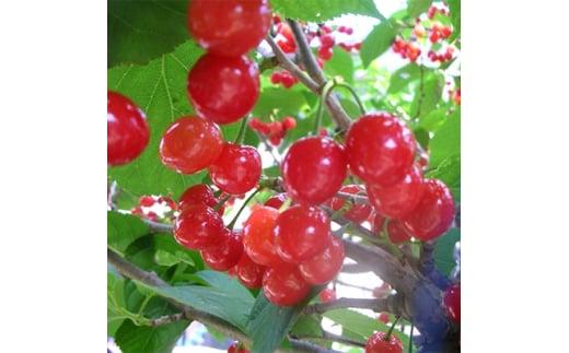 おうちでサクランボ狩り&nbsp;1本で実がなる&nbsp;暖地サクランボ　(庭木・果樹)