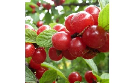 昔懐かしい美味しい赤い実　ユスラウメ　(庭木・果樹)