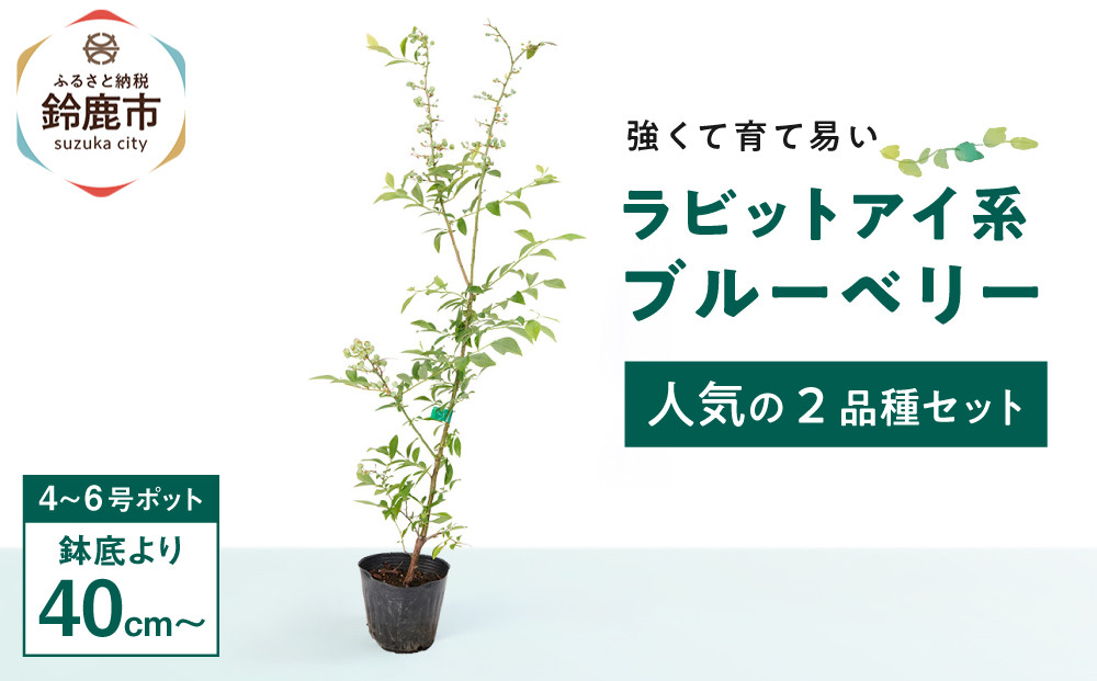 強くて育て易い&nbsp;ラビットアイ系ブルーベリー&nbsp;人気の2品種セット　(庭木・果樹)