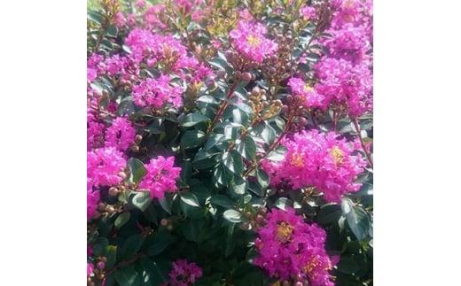 緑の力で地球を元気に!サルスベリ・ポコモック　12cmポット　3鉢セット 