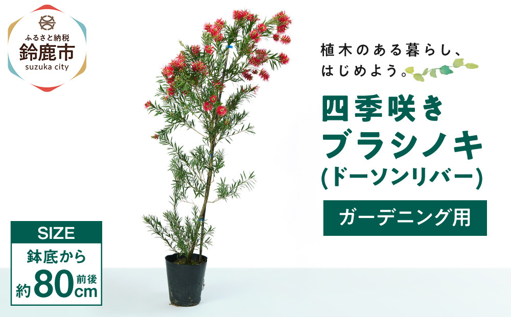 四季咲きブラシノキ(ドーソンリバー)&nbsp;(ガーデニング用)