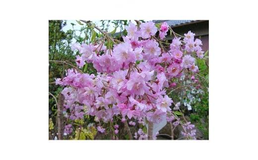 濃いピンク花の綺麗な枝垂れ桜　仙台しだれ桜　(庭木・果樹)