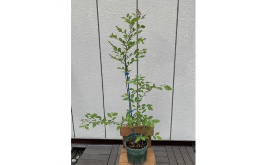 ラビットアイ系ブルーベリー　パウダーブルー　　〈プラス樹〉