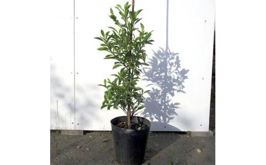 バナナの香りがする花!カラタネオガタマ(ポートワイン)&nbsp;&nbsp;(ガーデニング用)