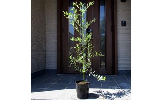 オリーブの木　品種:ネバディロブランコ　&nbsp;7号(21cm)&nbsp;ポット&nbsp;&nbsp;(ガーデニング用)